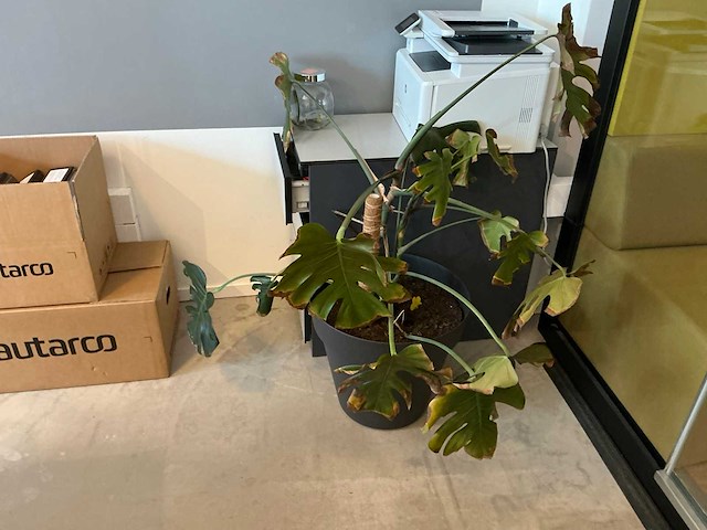 Kamerplant (6x) - afbeelding 3 van  8