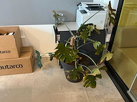 Kamerplant (6x) - afbeelding 3 van  8