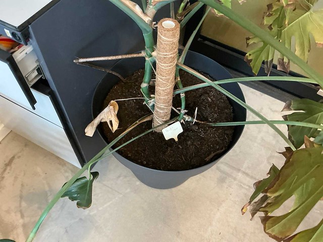 Kamerplant (6x) - afbeelding 4 van  8