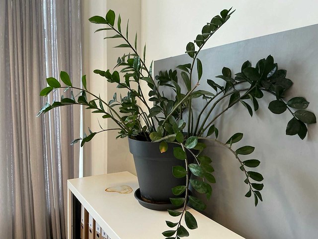Kamerplant (6x) - afbeelding 5 van  8