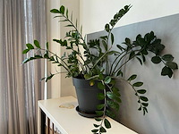Kamerplant (6x) - afbeelding 5 van  8
