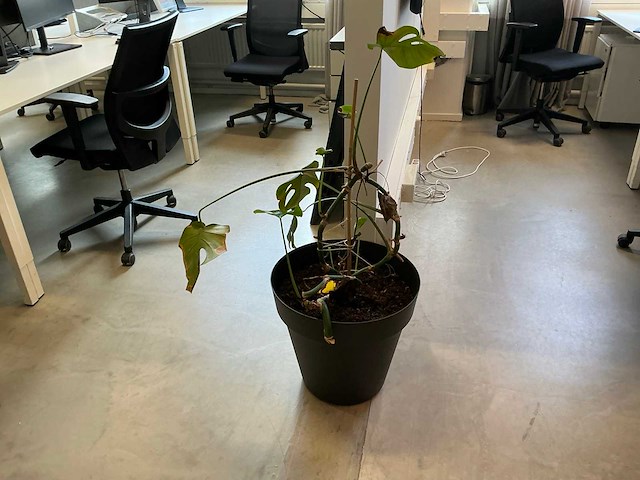 Kamerplant (6x) - afbeelding 6 van  8