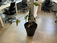 Kamerplant (6x) - afbeelding 6 van  8
