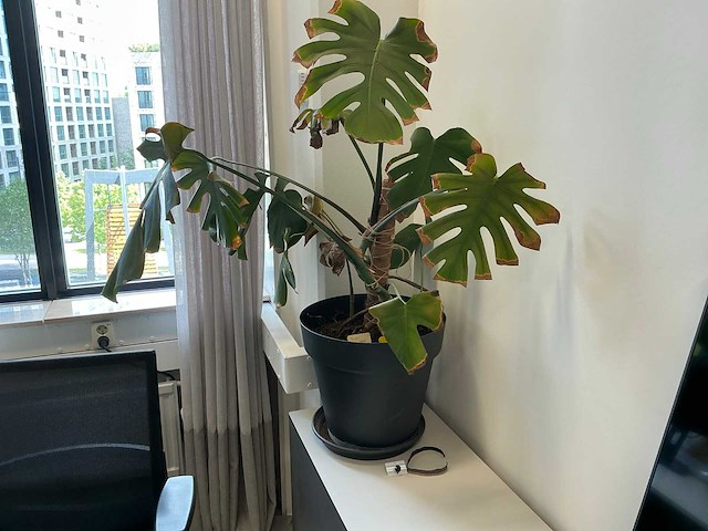 Kamerplant (6x) - afbeelding 7 van  8