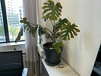 Kamerplant (6x) - afbeelding 7 van  8