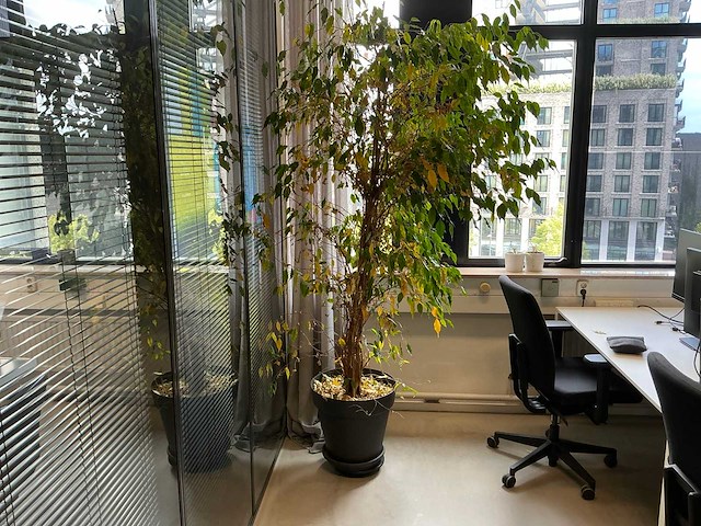 Kamerplant (6x) - afbeelding 8 van  8