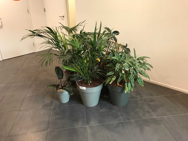 Kamerplant (7x) - afbeelding 1 van  4