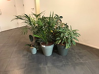 Kamerplant (7x)