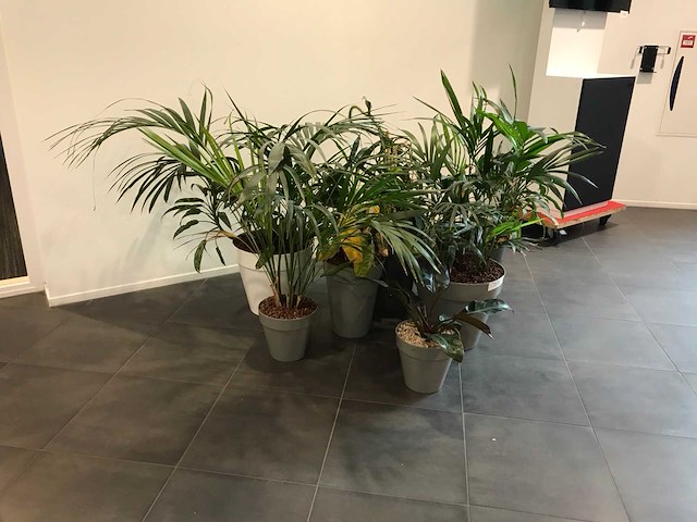 Kamerplant (7x) - afbeelding 2 van  4