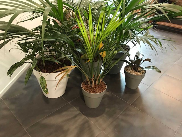 Kamerplant (7x) - afbeelding 3 van  4