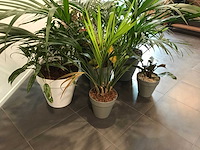 Kamerplant (7x) - afbeelding 3 van  4