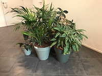Kamerplant (7x) - afbeelding 4 van  4