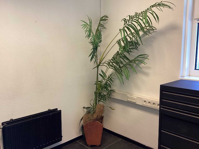 Kamerplant “dwergpalm” - afbeelding 1 van  4