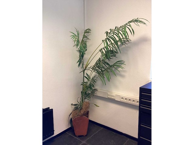Kamerplant “dwergpalm” - afbeelding 2 van  4