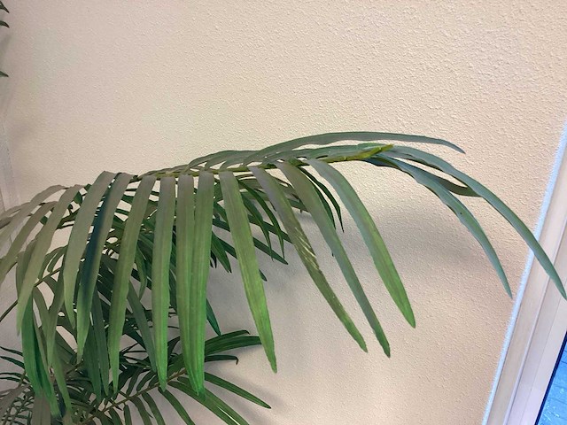 Kamerplant “dwergpalm” - afbeelding 3 van  4