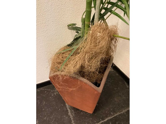 Kamerplant “dwergpalm” - afbeelding 4 van  4