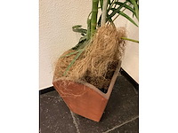 Kamerplant “dwergpalm” - afbeelding 4 van  4