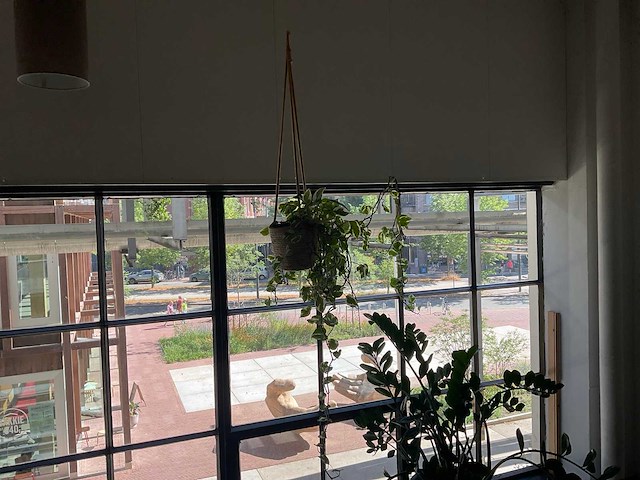 Kamerplant in hangpot - afbeelding 1 van  2