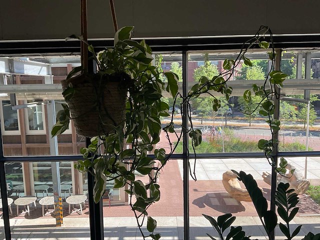 Kamerplant in hangpot - afbeelding 2 van  2