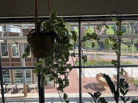 Kamerplant in hangpot - afbeelding 2 van  2