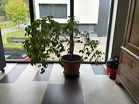 Kamerplant in pot (3x) - afbeelding 1 van  3