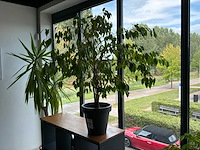 Kamerplant in pot (3x) - afbeelding 2 van  3