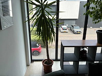 Kamerplant in pot (3x) - afbeelding 3 van  3