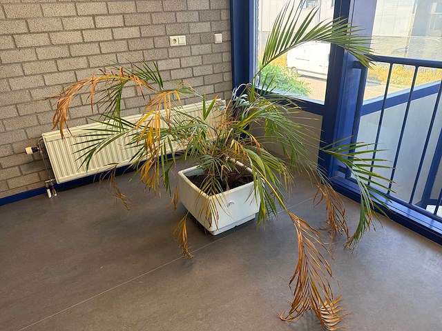 Kamerplant in pot - afbeelding 1 van  2