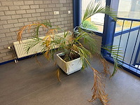 Kamerplant in pot - afbeelding 1 van  2