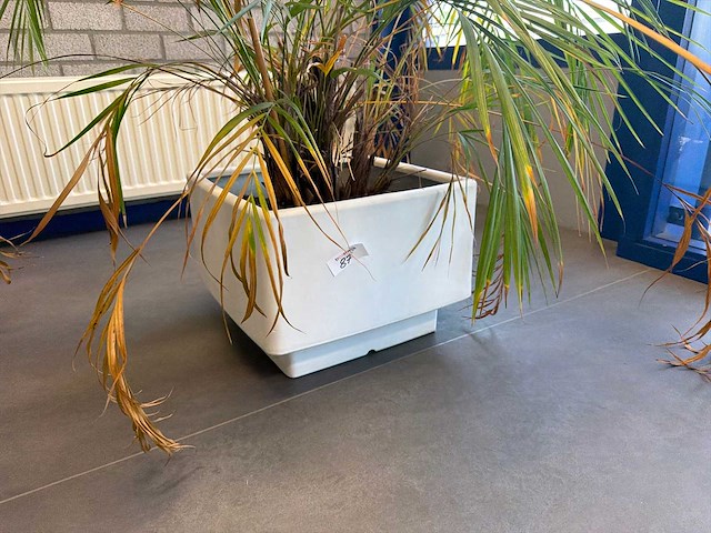 Kamerplant in pot - afbeelding 2 van  2