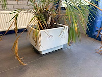 Kamerplant in pot - afbeelding 2 van  2