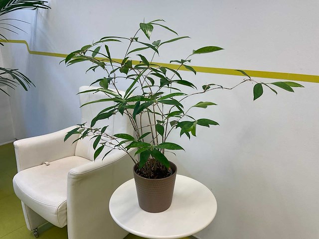 Kamerplant in pot - afbeelding 1 van  2