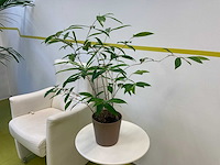 Kamerplant in pot - afbeelding 1 van  2