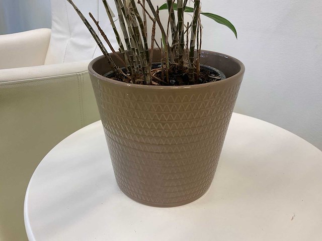 Kamerplant in pot - afbeelding 2 van  2