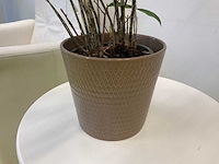 Kamerplant in pot - afbeelding 2 van  2