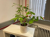 Kamerplant in pot - afbeelding 1 van  1