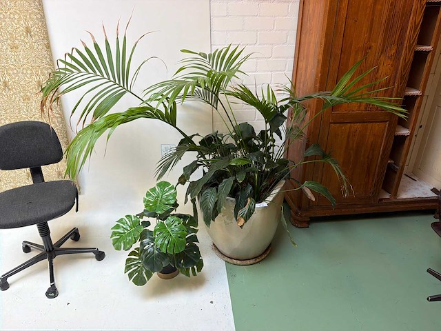 Kamerplant in pot - afbeelding 1 van  5