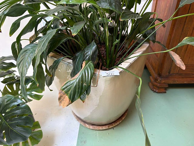 Kamerplant in pot - afbeelding 2 van  5