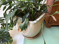 Kamerplant in pot - afbeelding 2 van  5