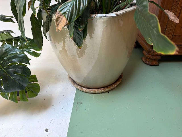 Kamerplant in pot - afbeelding 3 van  5