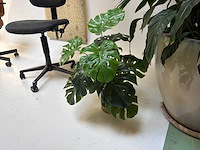 Kamerplant in pot - afbeelding 4 van  5