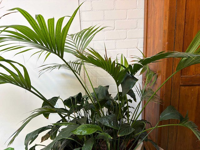 Kamerplant in pot - afbeelding 5 van  5