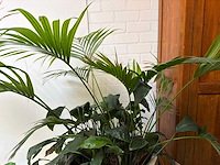 Kamerplant in pot - afbeelding 5 van  5