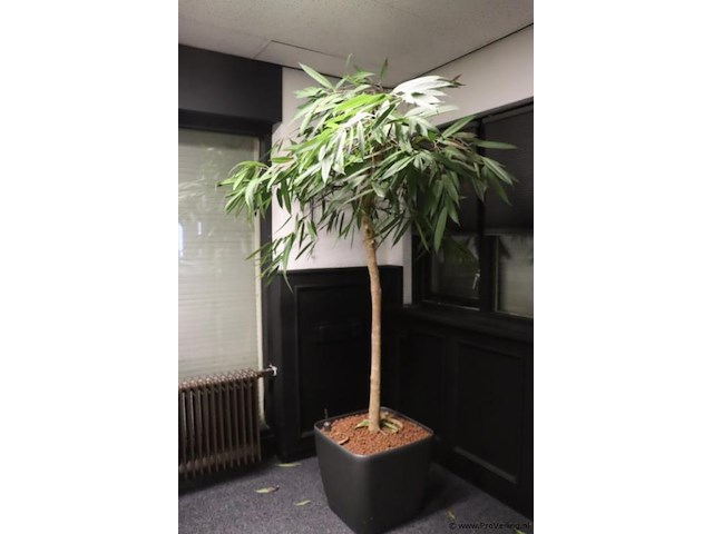 Kamerplant incl. hydro korrels en plantenbak - ø 50x210cm (h) - afbeelding 1 van  4