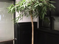 Kamerplant incl. hydro korrels en plantenbak - ø 50x210cm (h) - afbeelding 1 van  4