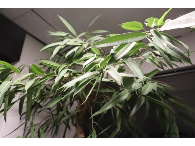 Kamerplant incl. hydro korrels en plantenbak - ø 50x210cm (h) - afbeelding 2 van  4