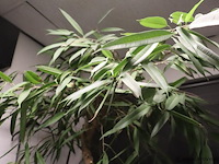 Kamerplant incl. hydro korrels en plantenbak - ø 50x210cm (h) - afbeelding 2 van  4