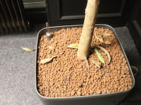 Kamerplant incl. hydro korrels en plantenbak - ø 50x210cm (h) - afbeelding 3 van  4