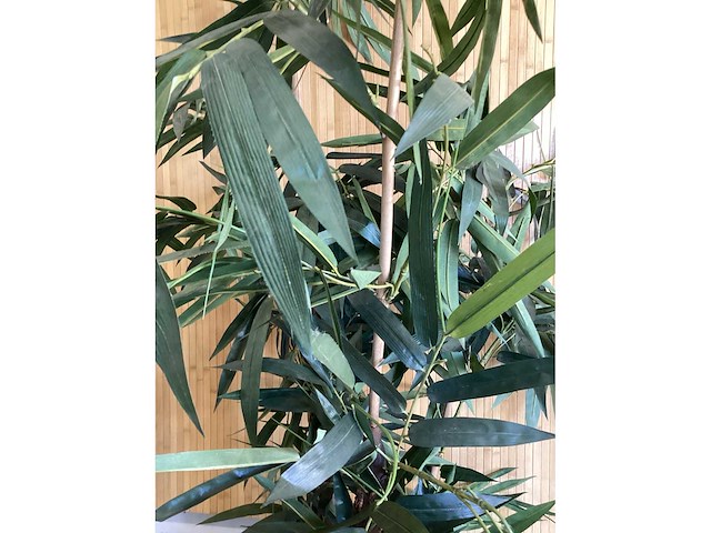 Kamerplant kunstplant - afbeelding 4 van  5