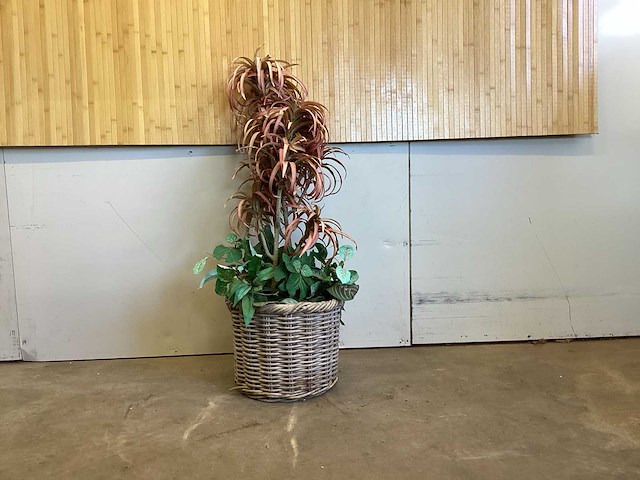 Kamerplant kunstplant - afbeelding 1 van  3